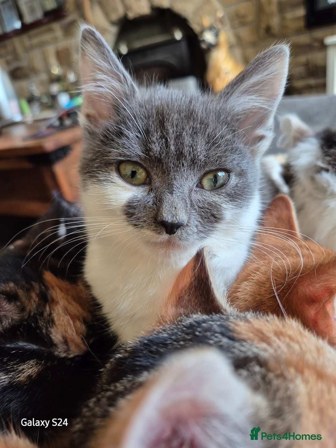 British Shorthair cats for sale: Beautiful kittens with great temprament - Advert 1