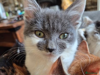 British Shorthair cats Beautiful kittens with great temprament - Advert 1