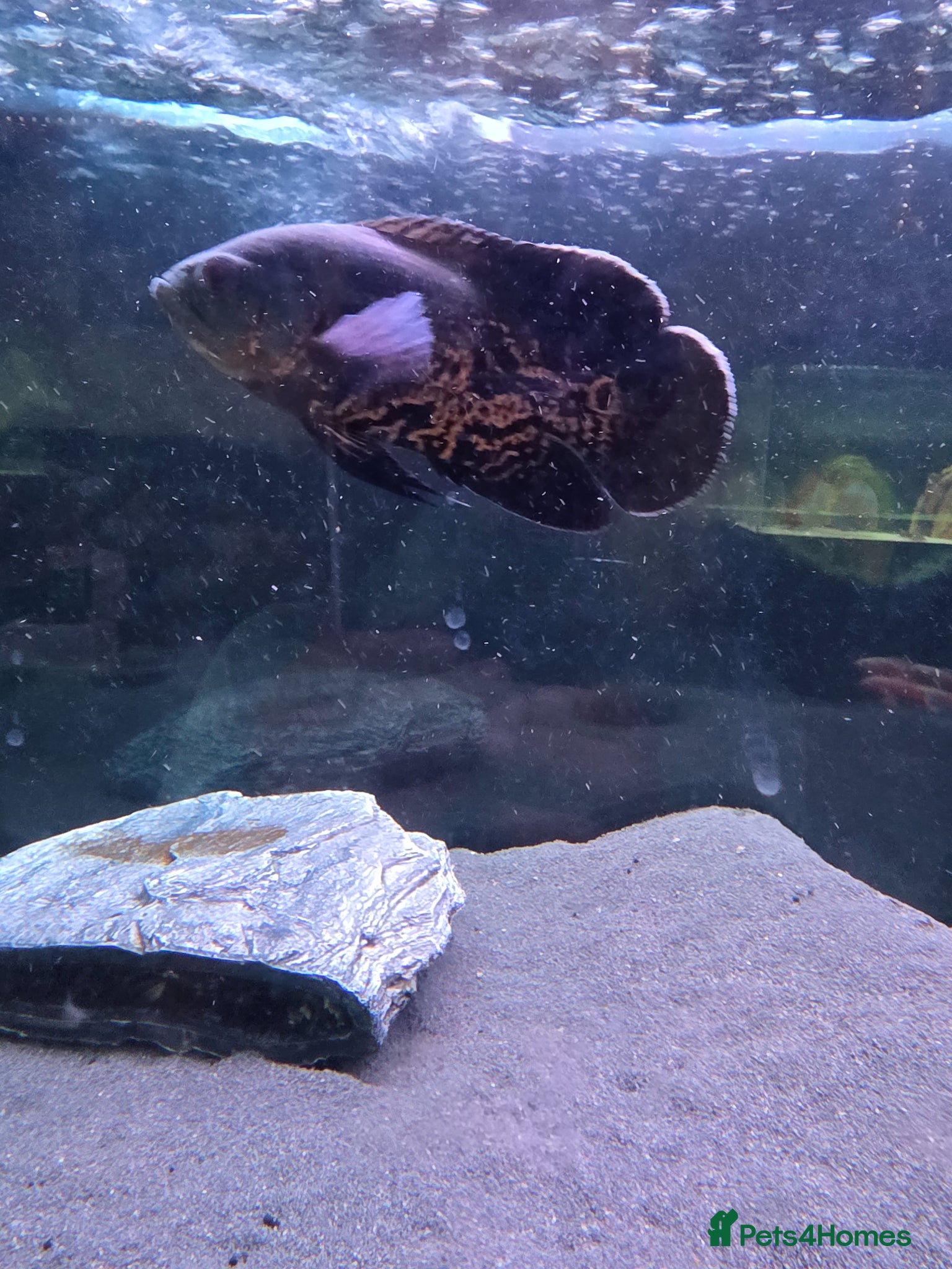 Cichlids fish Oscar - Advert 7