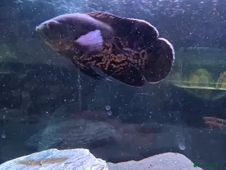 Cichlids fish Oscar - Advert 7