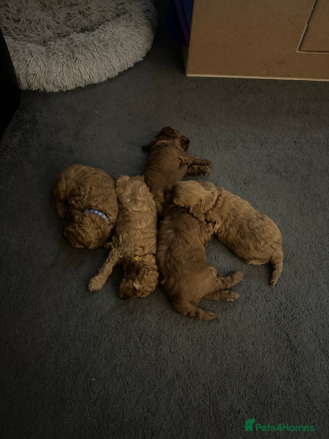 Cockapoo dogs for sale: Beautiful cockapoo puppies  - Advert 6