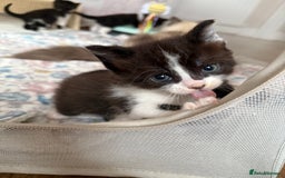 Mixed Breed cats for sale: 1 tiny Ragdoll cross female kitten left  - Image 4