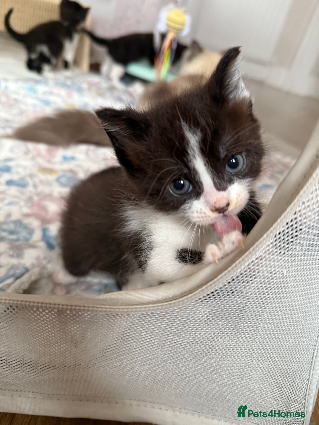 Mixed Breed cats for sale: 1 tiny Ragdoll cross female kitten left  - Image 4