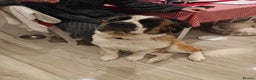 Saint Bernard dogs for sale: Saint for Rehoming  - Advert 7