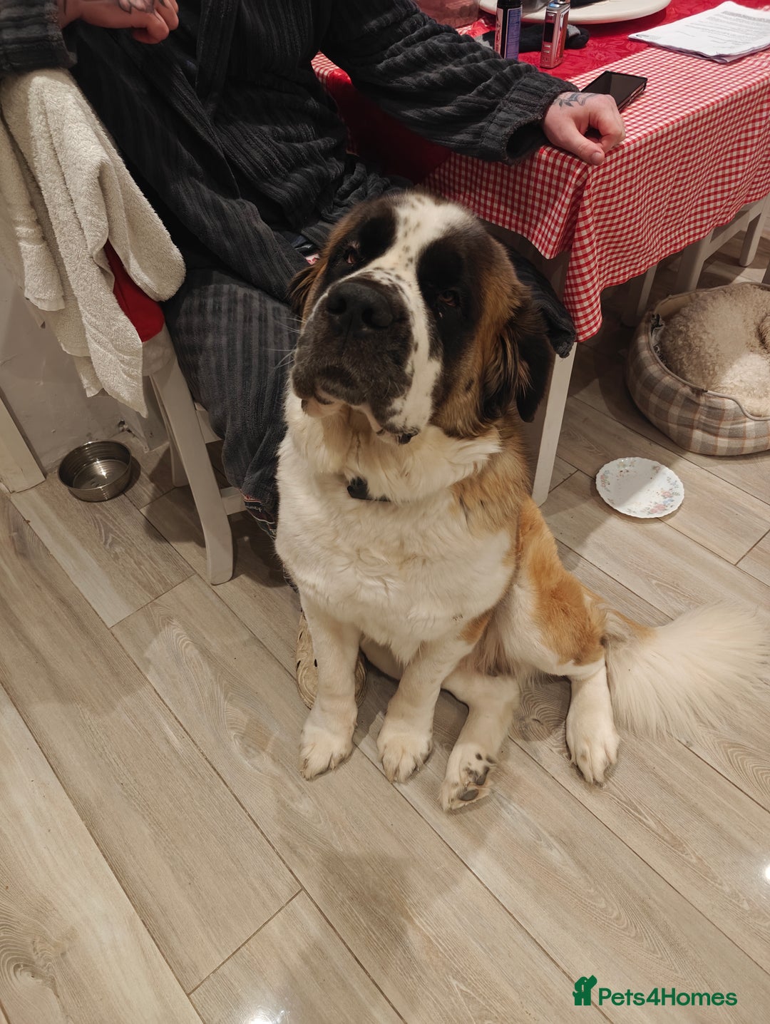 Saint Bernard dogs for sale: Saint for Rehoming  - Advert 7