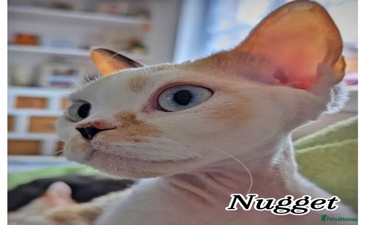 Devon Rex cats - Advert 1