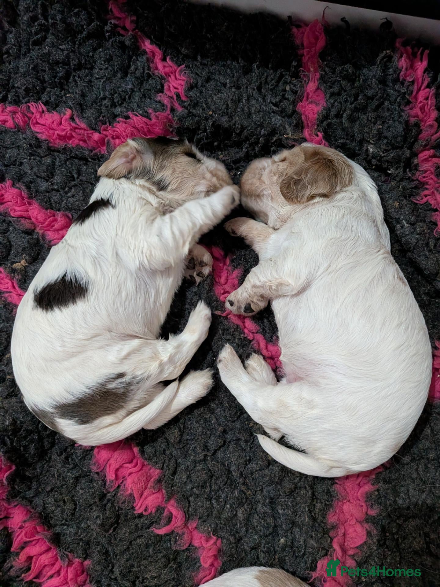 Cocker Spaniel dogs Exceptional KC Registered Cocker Spaniel Puppies - Advert 2