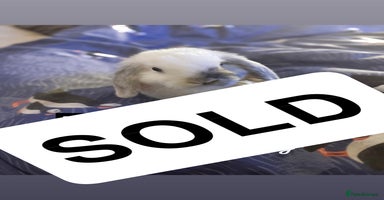Mini Lop rabbits - Advert 2
