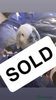 Mini Lop rabbits - Advert 3
