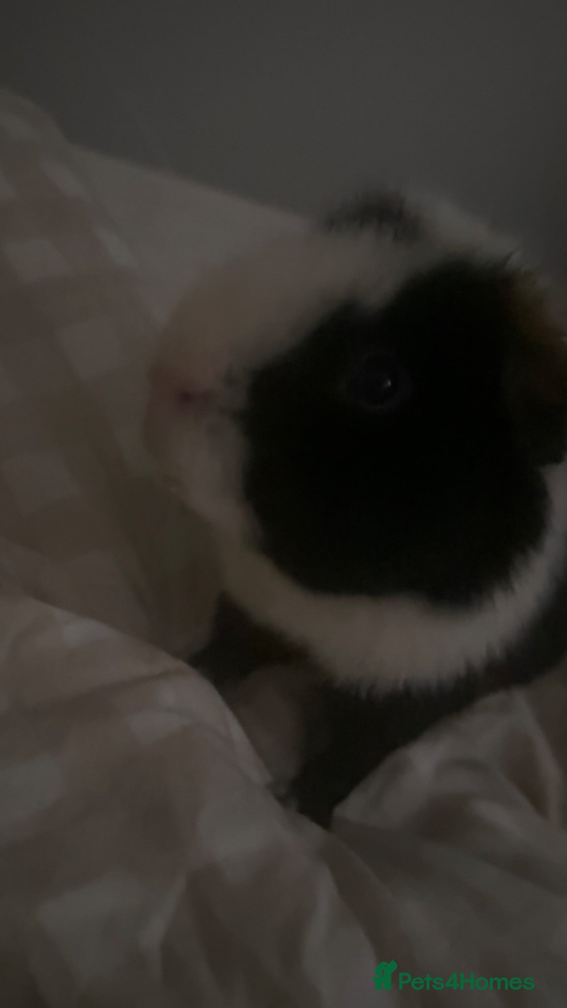Guinea Pig rodents Male Guinea Pigs - Advert 1