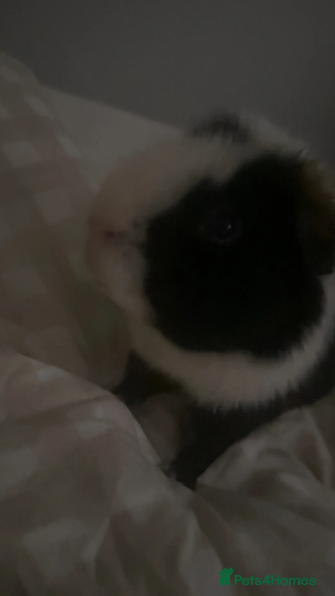 Guinea Pig rodents for sale: Male Guinea Pigs in Torrington - Advert 1