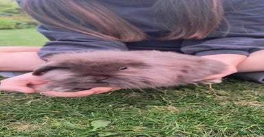 Mini Lion Lop rabbits - Advert 11