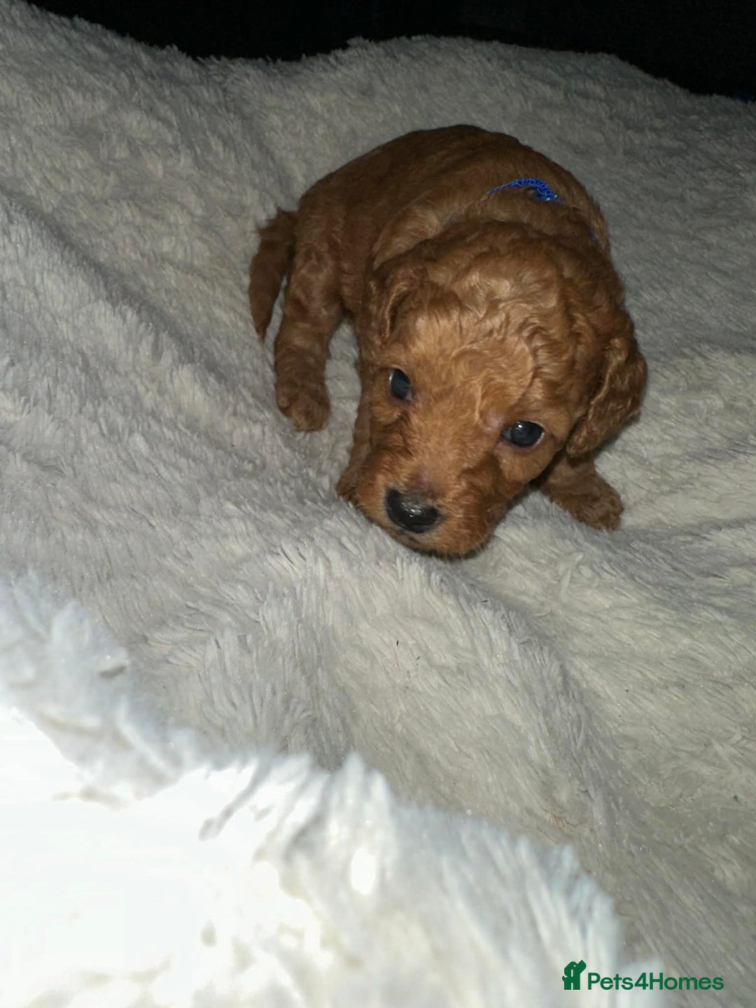Cockapoo dogs for sale: Gorgeous F1b cockapoo puppies  - Advert 5