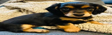 Miniature Dachshund 2