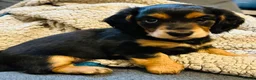 Miniature Dachshund dogs for sale: Black&Tan Puppies Looking for Their Forever Homes! - Advert 26