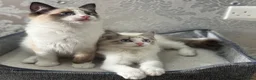 Ragdoll cats for sale: Beautiful Ragdoll Kittens - Advert 12