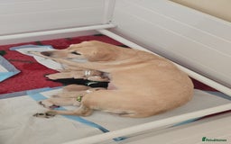 Labrador Retriever dogs for sale: Labrador pups kc registered *1 boy left* in Edinburgh - Image 1