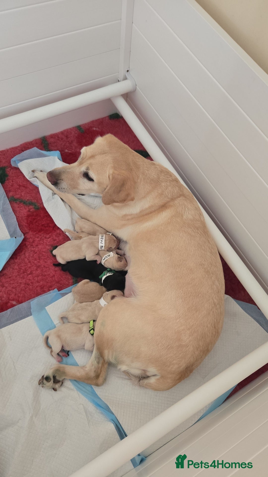 Labrador Retriever dogs for sale: Labrador pups kc registered *1 boy left* in Edinburgh - Image 1