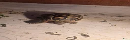 Tortoise reptiles for sale: Tortoise  - Advert 1