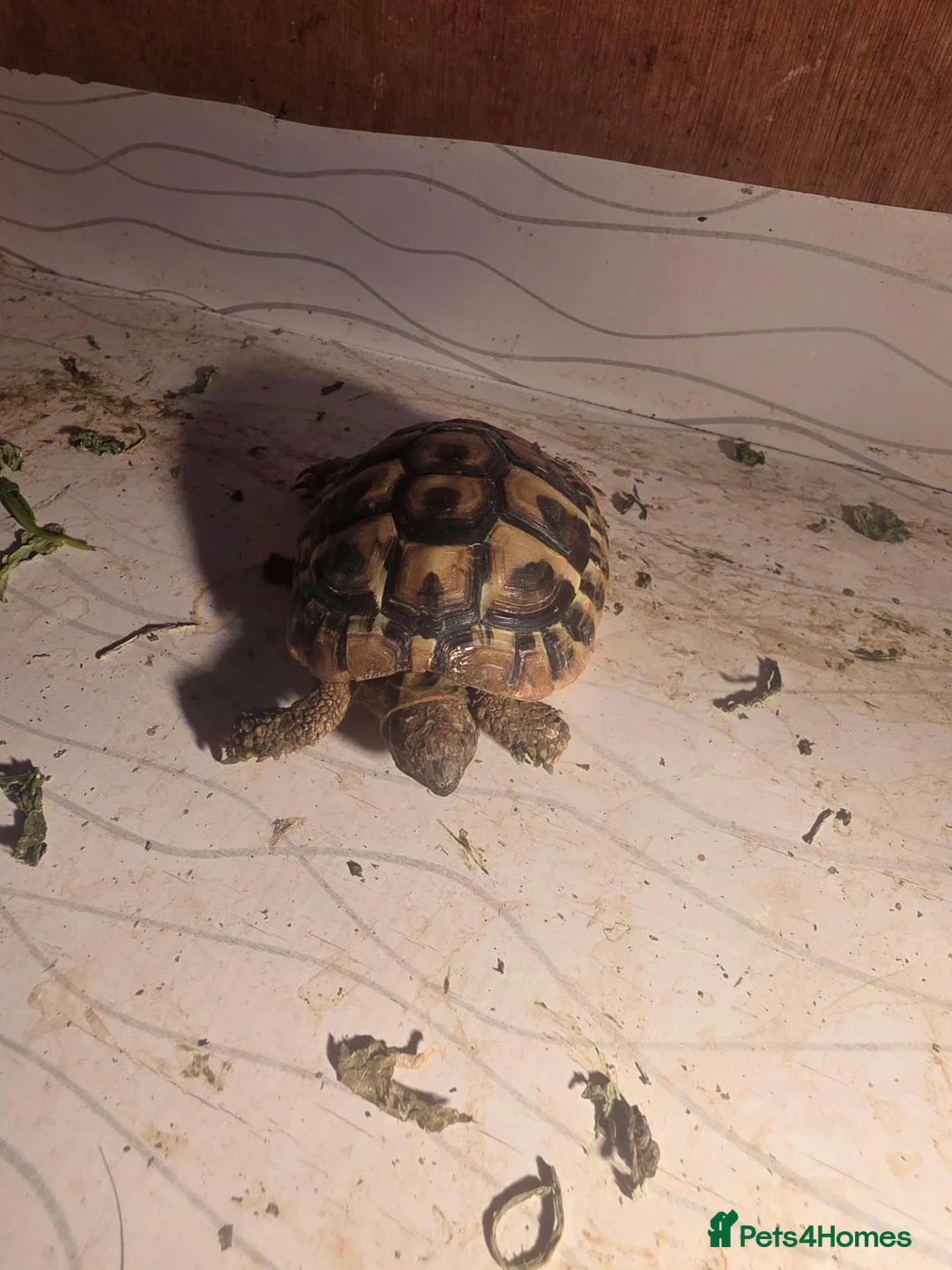 Tortoise reptiles for sale: Tortoise  - Advert 1