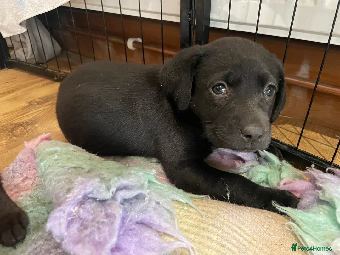 Labrador Retriever dogs for sale: KC registered Labrador puppies  - Advert 6