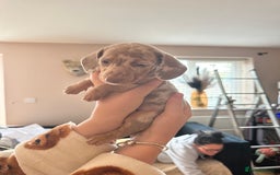 Miniature Dachshund dogs for sale: Miniature Dachshund Puppies - Image 7