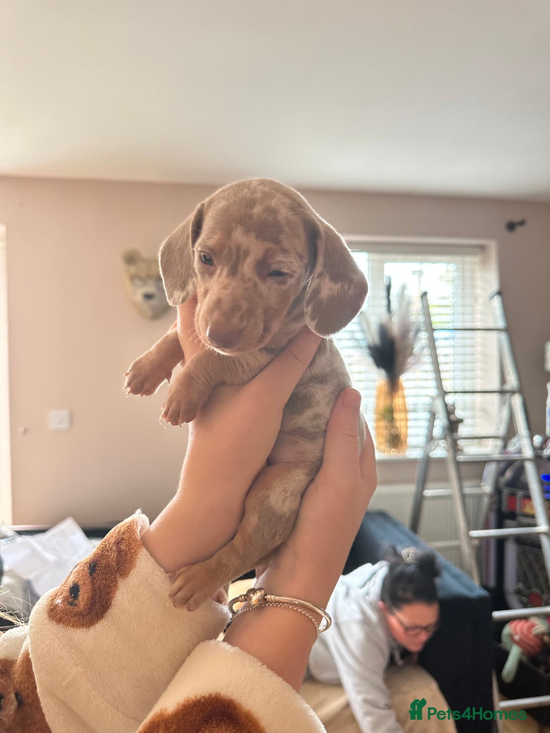 Miniature Dachshund dogs for sale: Miniature Dachshund Puppies - Image 7