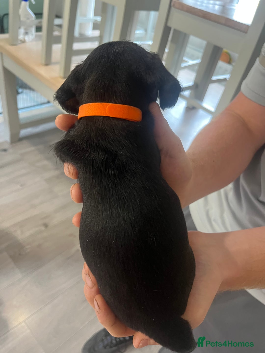 Mixed Breed dogs for sale: 8 beautiful dashaund X Jack Russel puppies  - Image 29