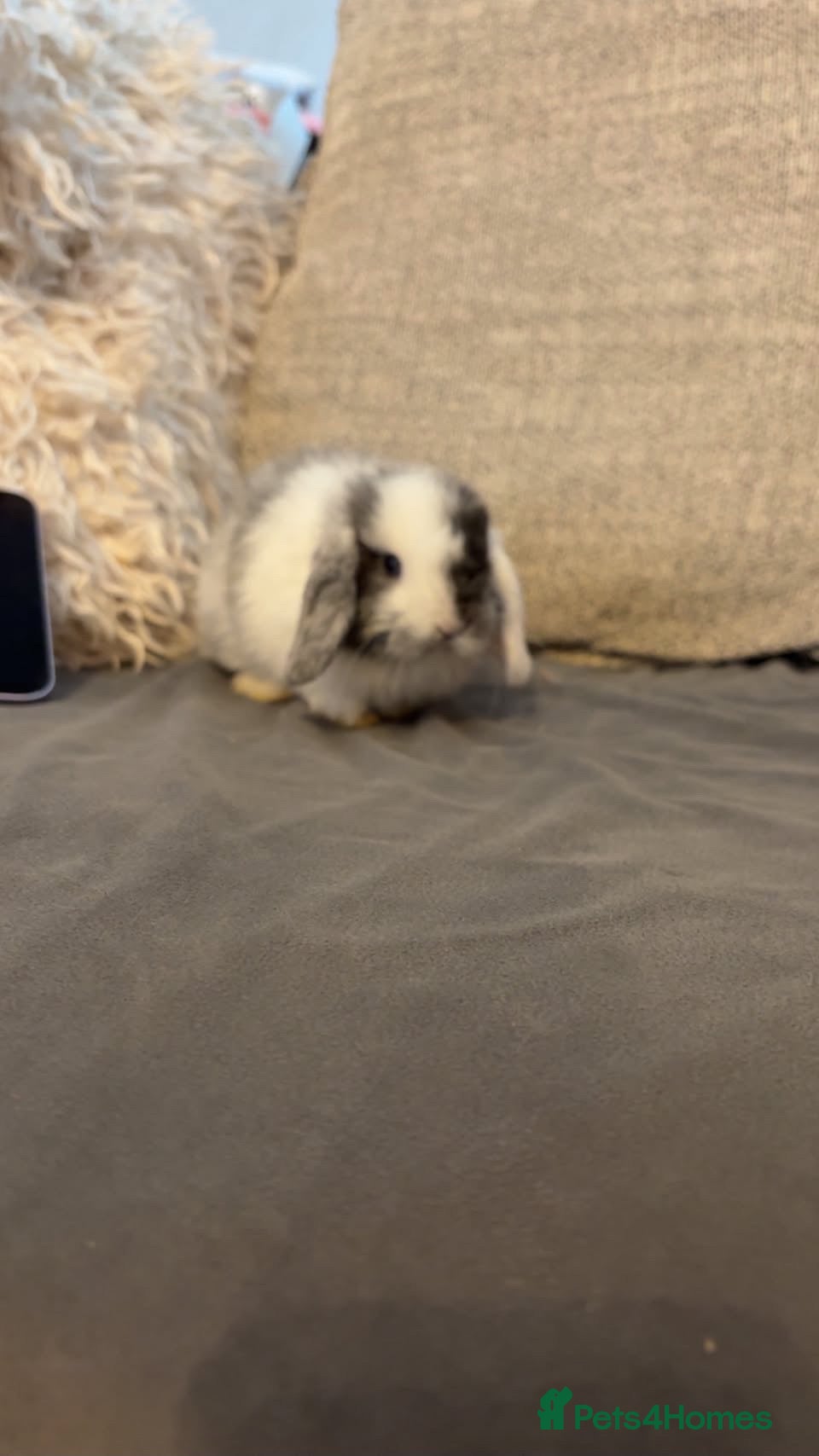 Mini Lop rabbits Stunning Baby Rabbits Available for Reservation  - Advert 22