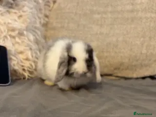 Mini Lop rabbits Stunning Baby Rabbits Available for Reservation - Advert 4