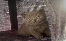 British Shorthair cats for sale: GCCF Due! British Shorthair Kittens in Salford - Image 6