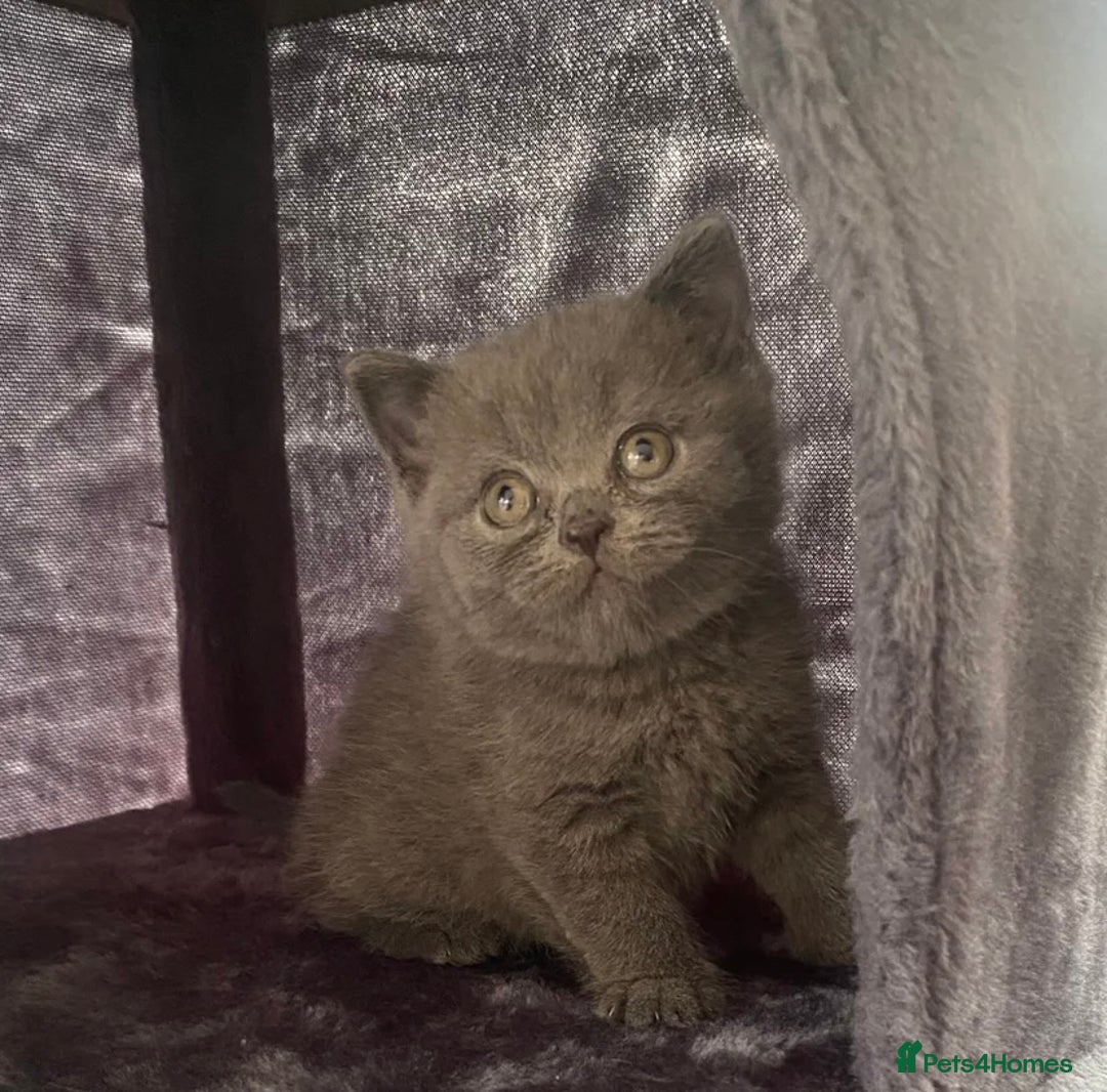 British Shorthair cats for sale: GCCF Due! British Shorthair Kittens in Salford - Image 6