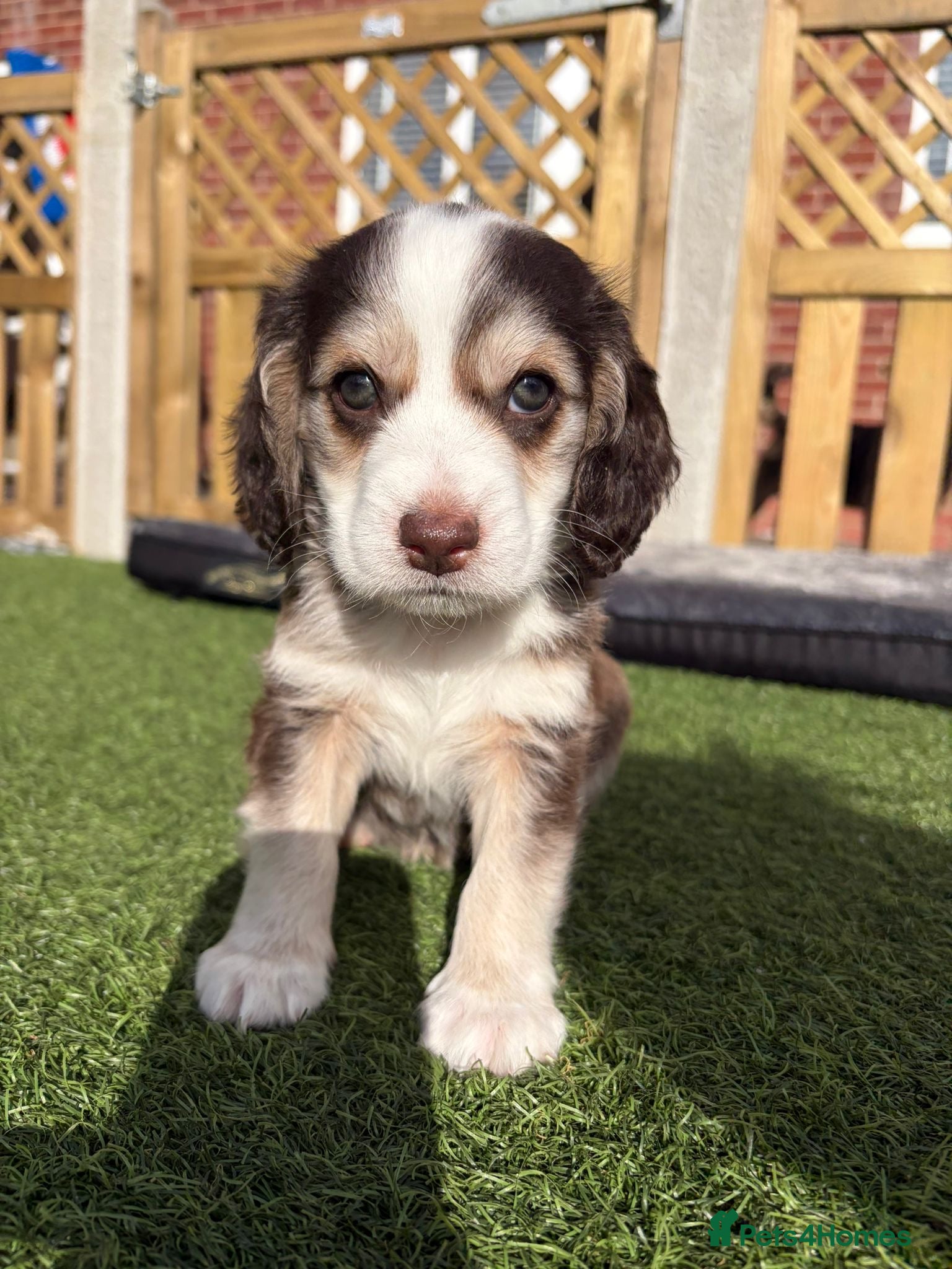 Cockapoo dogs 🐶 Beautiful Cockapoo Puppies.  - Advert 1