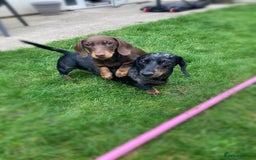 Miniature Dachshund dogs for stud: Miniature dachshund for stud - Advert 12