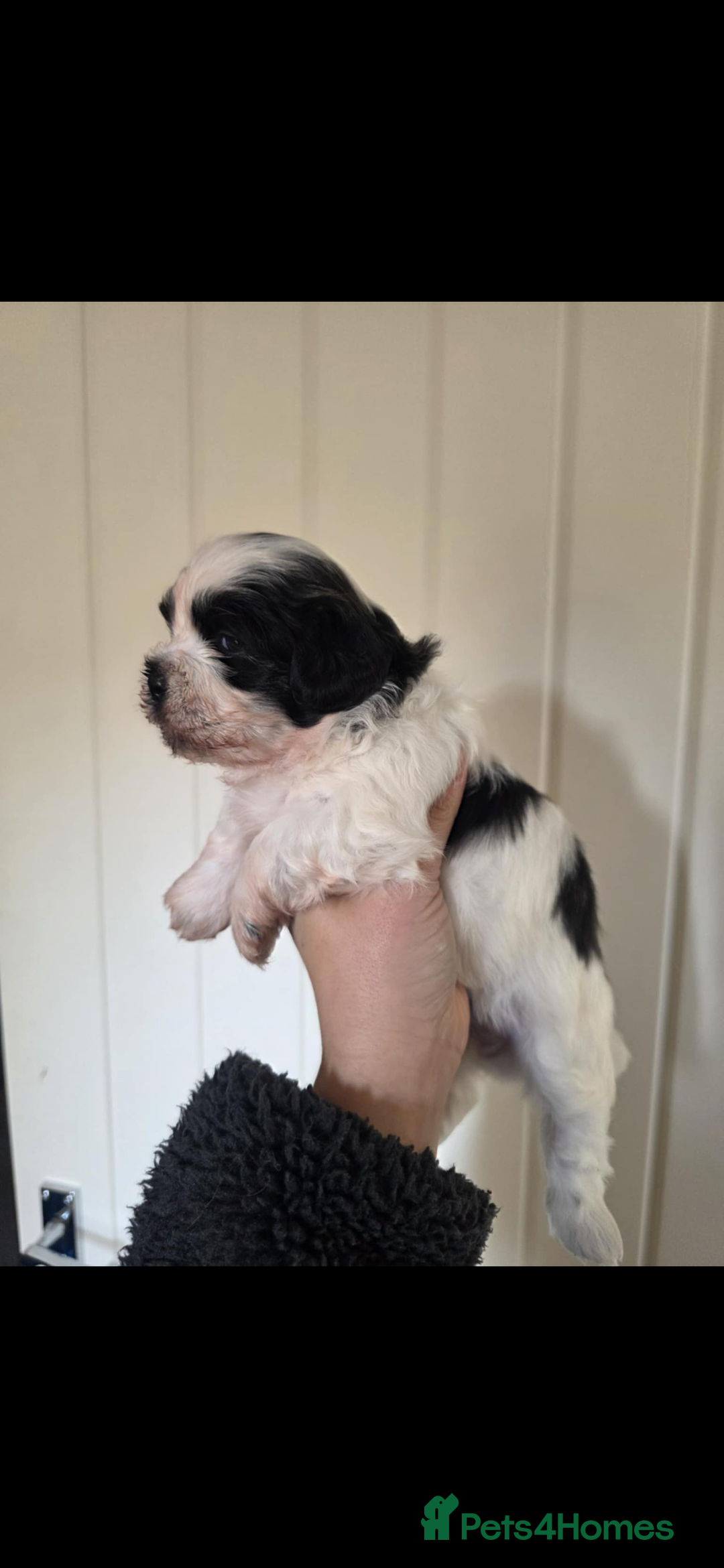 Shihpoo dogs for sale: Shih poo  - Advert 5