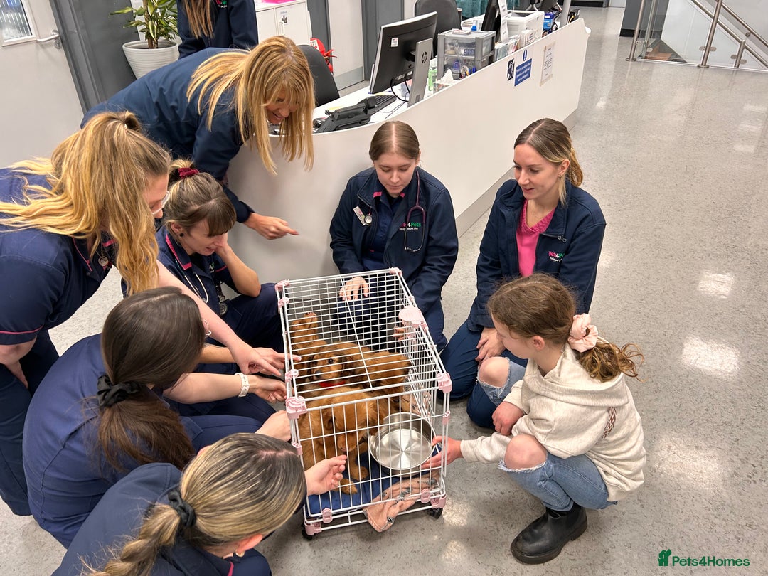 Mixed Breed dogs for sale: Pomeranian/ cocker spaniel cross  - Advert 10