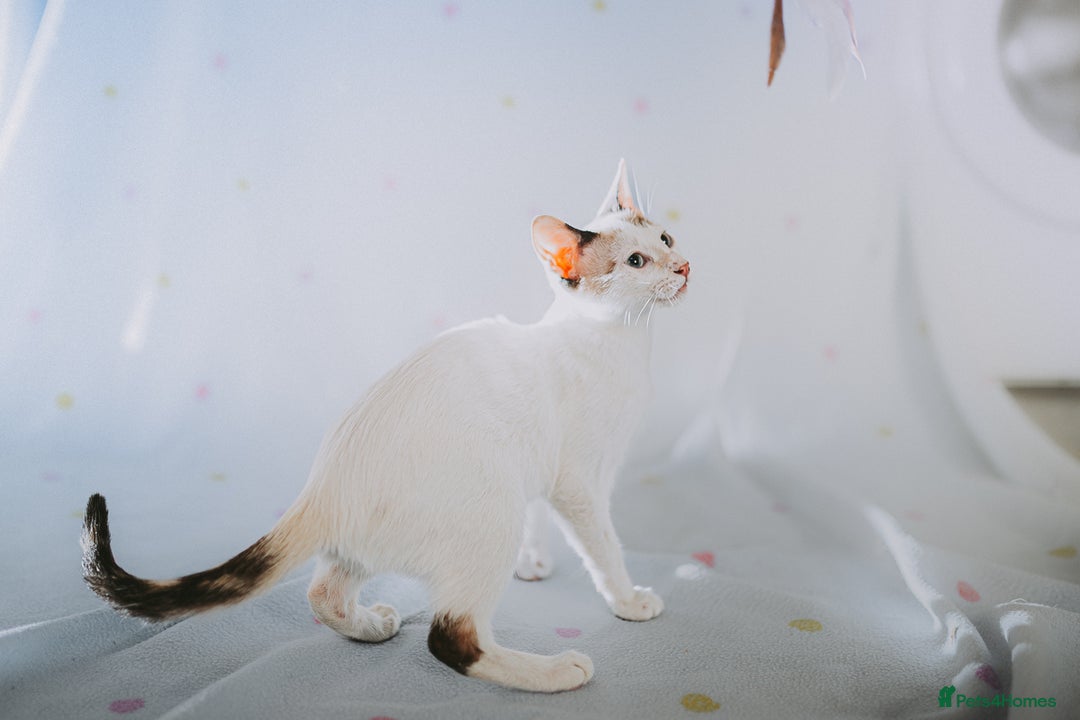 Siamese cats for adoption: Siamese cross and Tortoiseshell sister - Image 5