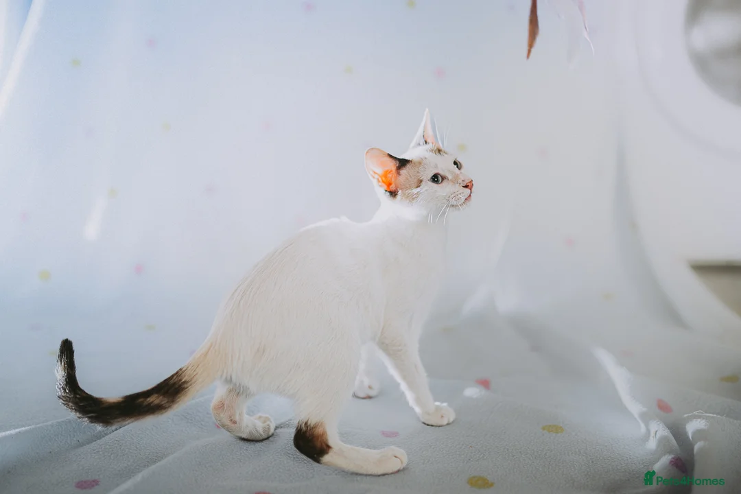 Siamese cats for adoption: RESERVED Siamese cross and Tortoiseshell sisters - Advert 5