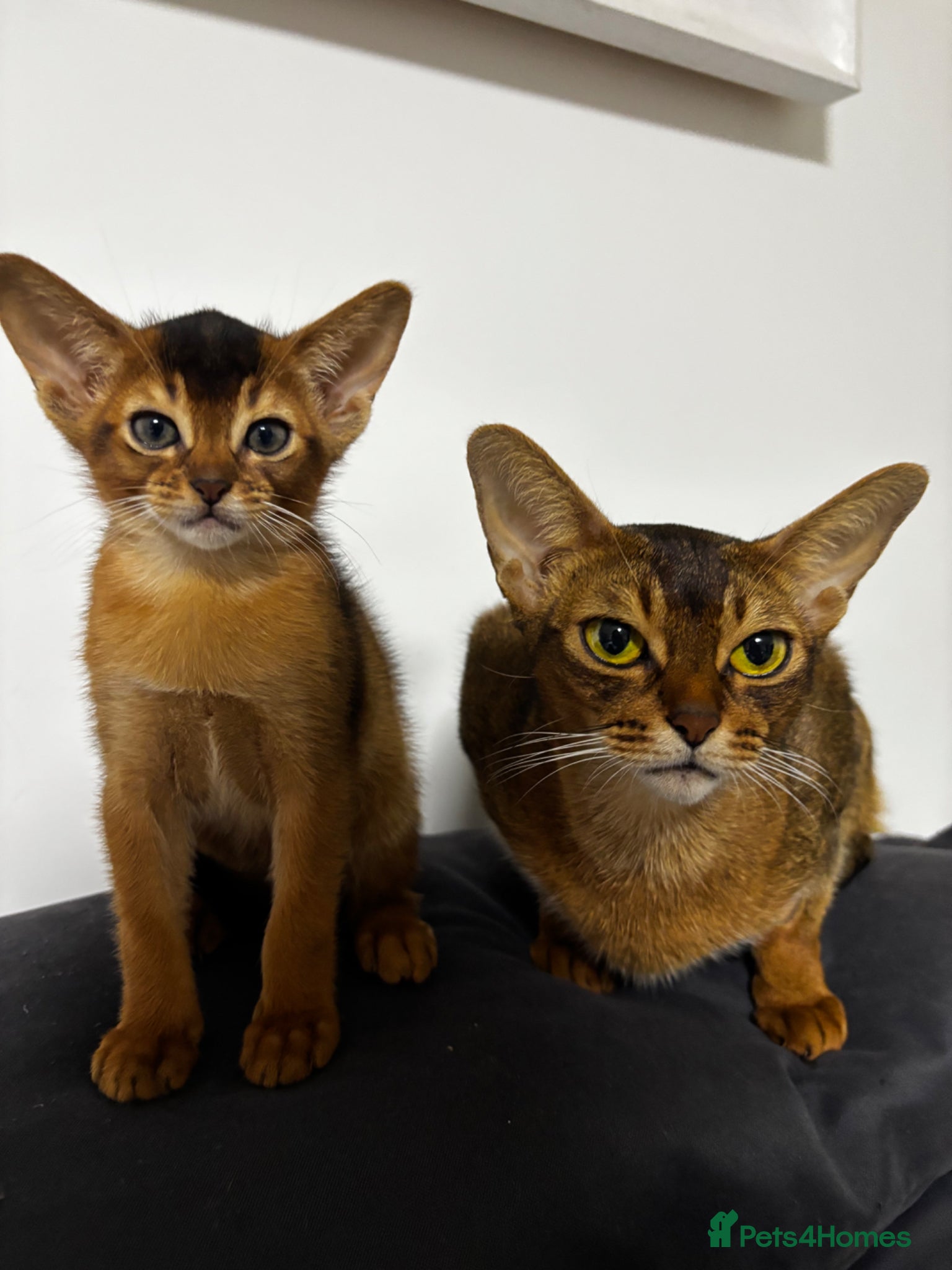 Abyssinian cats Abyssinian champion line kittens🏆 - Advert 2