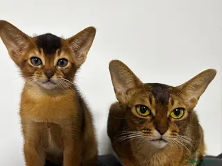Abyssinian cats Abyssinian champion line kittens🏆 - Advert 2