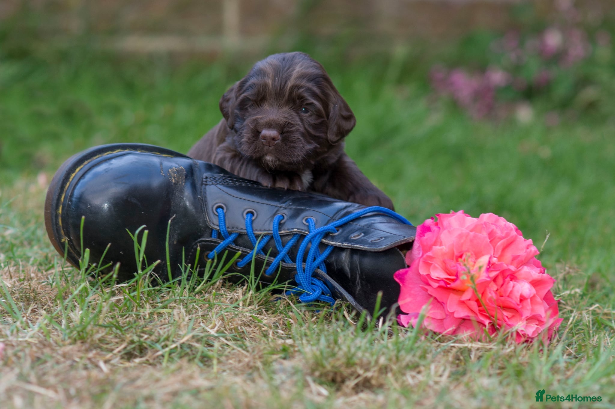 Sprocker dogs for sale: Sprocker puppies in Scunthorpe - Advert 4