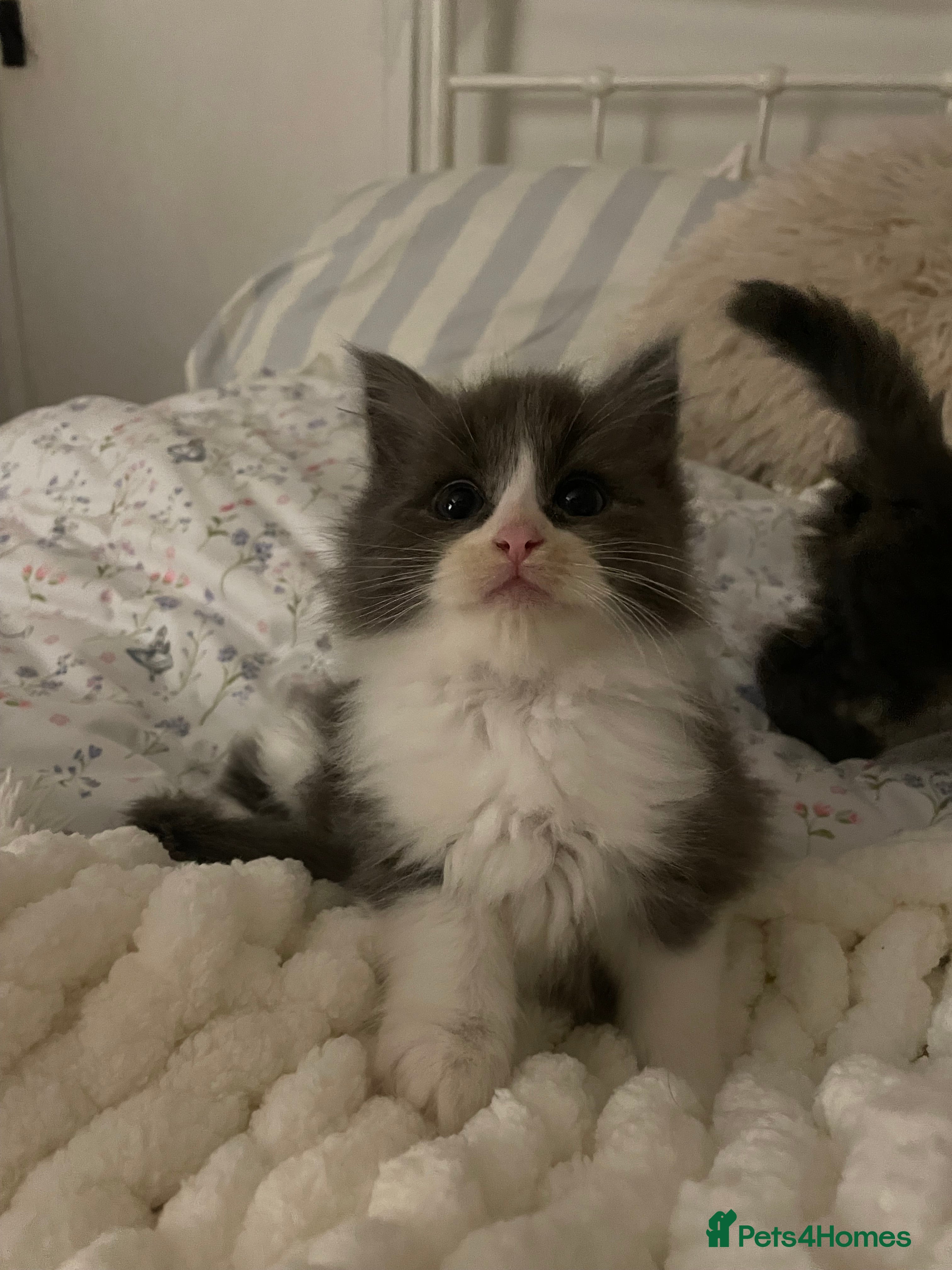 Maine Coon cats 💓Only Two Beautiful Mainecoon/Ragdoll  Kittens💓 - Advert 13