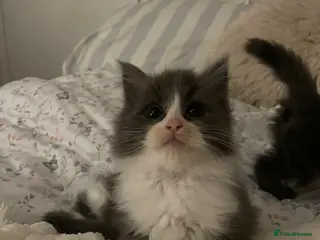 Maine Coon cats 💓Only Two Beautiful Mainecoon/Ragdoll Kittens💓 - Advert 13