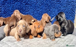 Miniature Dachshund dogs for sale: LH/SH MINI DAXIS RAINBOW COLOURS PRA KC REG - Image 8