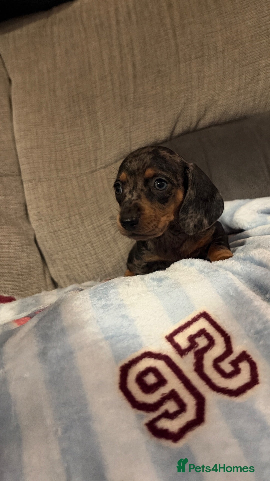 Miniature Dachshund dogs 8 beautiful miniature dachshunds - Advert 1