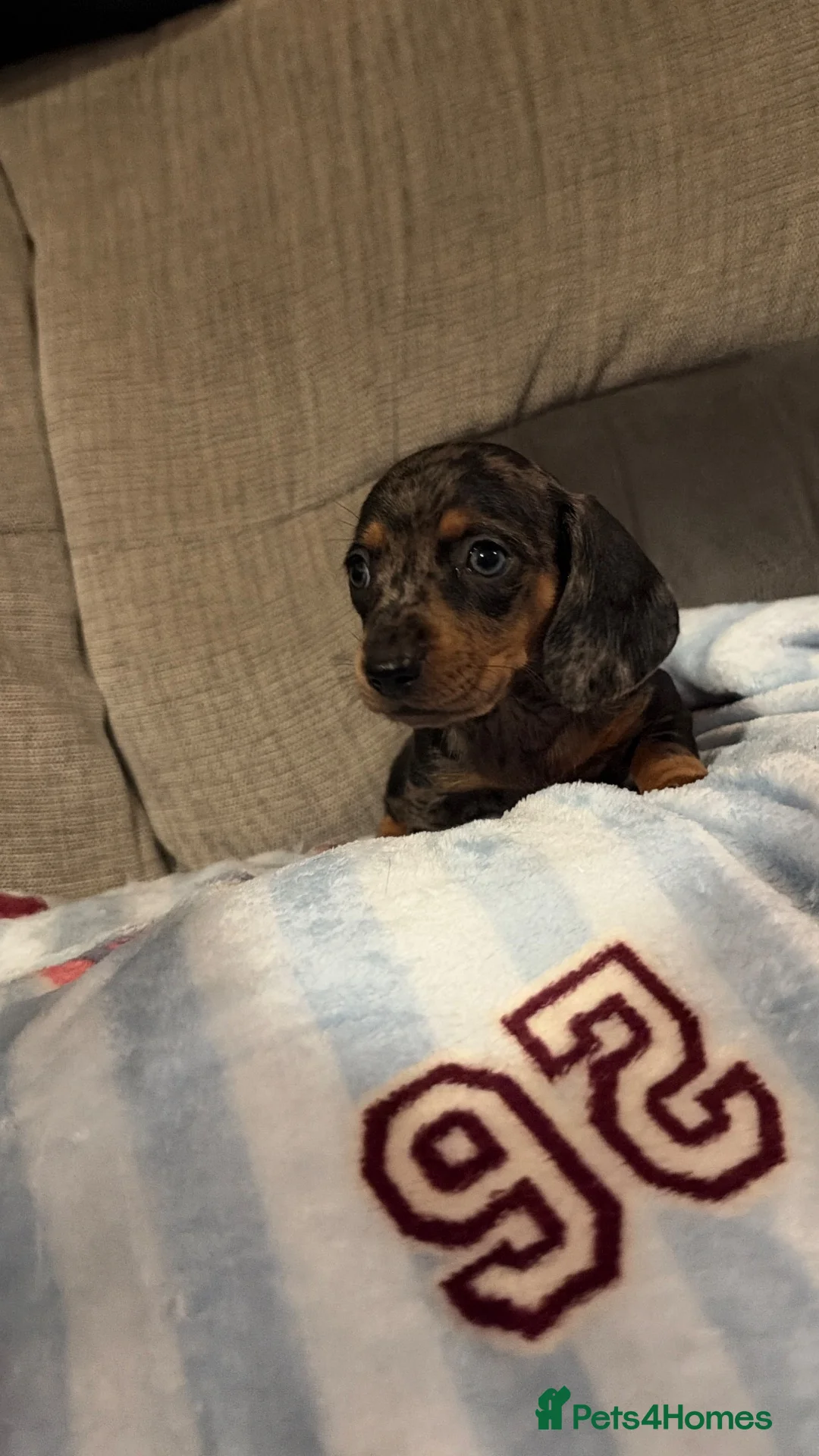 Miniature Dachshund dogs for sale: 8 beautiful miniature dachshunds - Advert 1