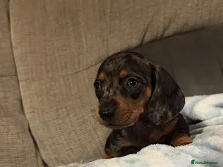 Miniature Dachshund dogs 8 beautiful miniature dachshunds - Advert 1