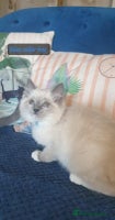 Ragdoll cats Beautiful GCCF Blue Mitted Kitten Available. - Advert 6