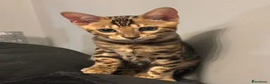 Bengal 1