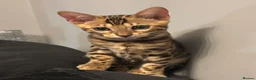 Bengal cats for sale: Bengal kittens for sale in Manchester - Advert 4